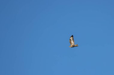 Batı Sussex 'te Horsham yakınlarında Uçan Akbaba (Buteo buteo)