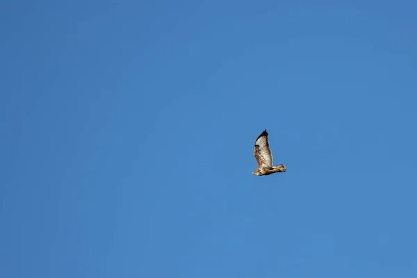 西苏塞克斯州Horsham附近飞行的普通Buzzard Buteo Buteo — 图库照片