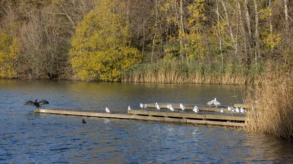 Cormorán Con Alas Abiertas Lago Cripplegate —  Fotos de Stock