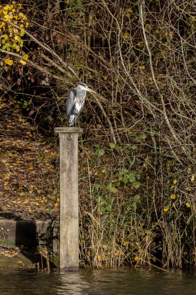 Garza Gris Pie Sobre Poste Madera Junto Lago Sussex — Foto de Stock