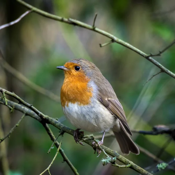 Robin Regardant Alerte Dans Arbre Jour Automne — Photo