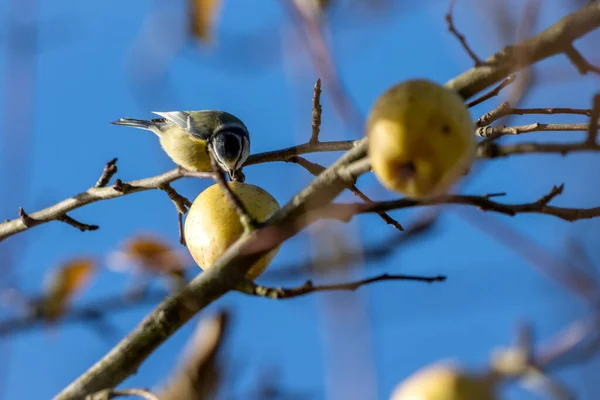 Blue Tit Eating Wild Apple Sunny Autumn Day — Stockfoto