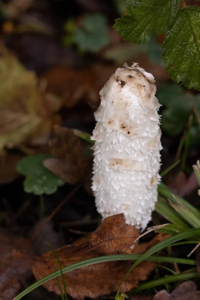 Shaggy Cap Shaggy Inkcap Veya Avukatın Peruğu Coprinus Comatus — Stok fotoğraf