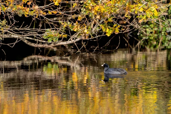 Coot Pływanie Złote Refleksje Jeziorze Cripplegate — Zdjęcie stockowe