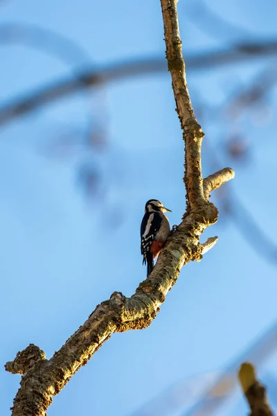 Great Spotted Woodpecker Habitat Alami — Stok Foto