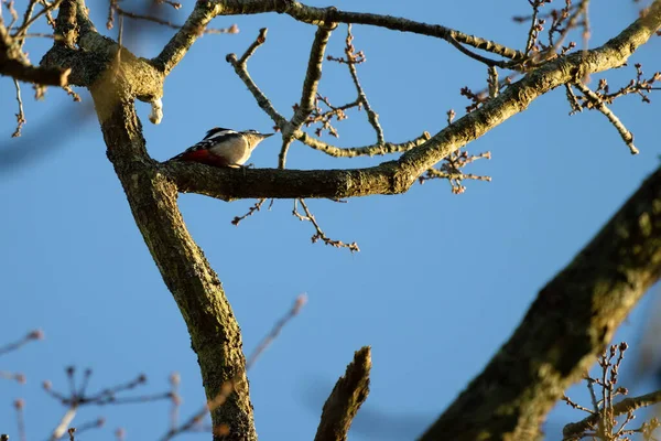 Great Spotted Woodpecker Natural Habitat — Stock Photo, Image