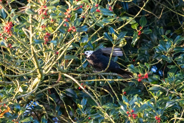 Beyaz Başlı Karatavuk Turdus Merula Holly Ağacında Böğürtlen Yiyor — Stok fotoğraf