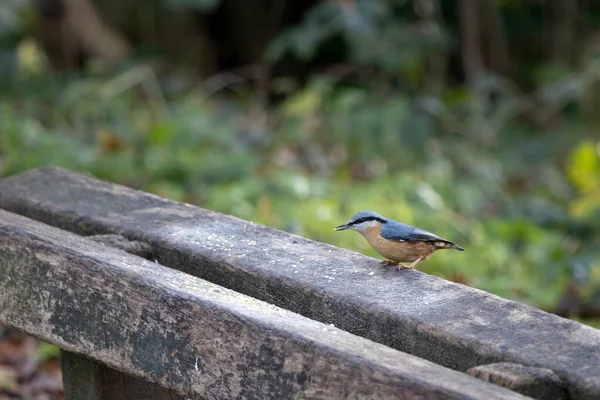 Nuthatch Zit Een Houten Bank Klaar Wat Zaad Eten — Stockfoto