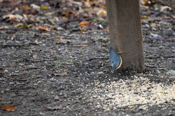 Nuthatch Träbänk Redo Att Äta Lite Utsäde — Stockfoto