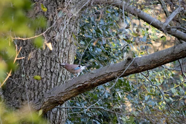 好奇而警觉的欧亚杰 Garrulus Glandarius 栖息在一棵树上 — 图库照片