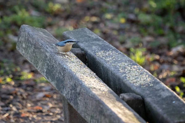 Sittelle Perchée Sur Banc Bois Prêt Manger Des Graines — Photo