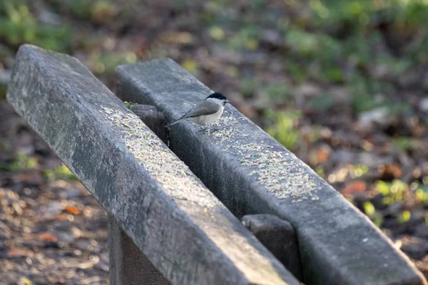 Marsh Tit Poecile Palustris Eating Seed Scattered Bench Worth Way — ストック写真