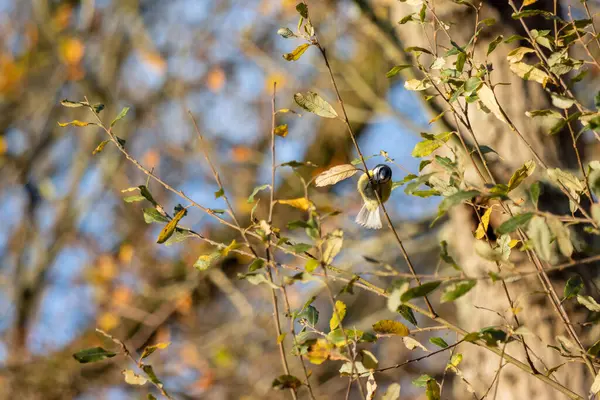 Blue Tit Clinging Tree Stem Sunny Autumn Day — Fotografia de Stock