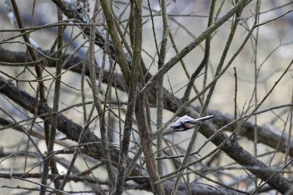 Long Tailed Tit Upside Tree Searching Insects — 图库照片