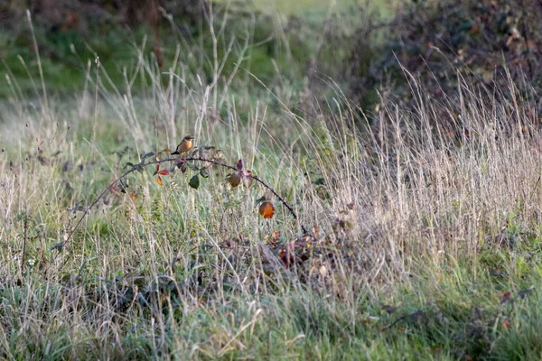 秋天阳光灿烂的一天 普通的石榴 Saxicola Rubicola 攀附在荆棘上 — 图库照片