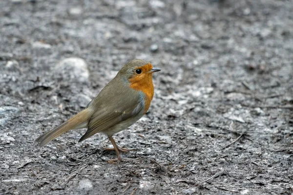 Close Alert Robin Standing Wet Muddy Path — Stock Photo, Image