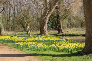 Isis nehri boyunca çiçek açan nergisler