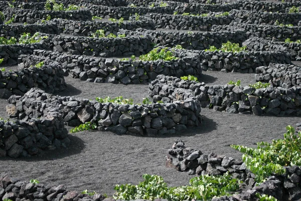 Lanzarote Canary Islands Spain August Vindforsvar Beskytte Druene Lanzarote August – stockfoto