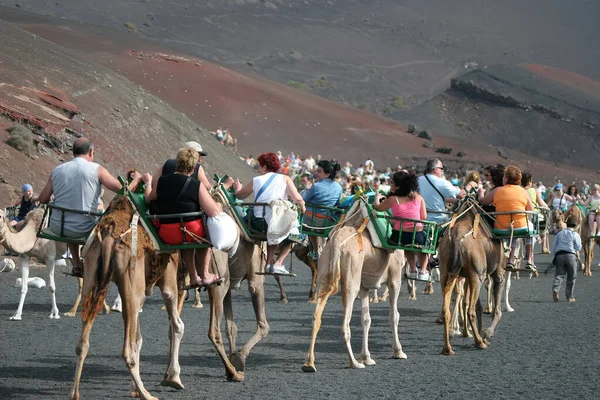 Lanzarote Canary Islands Spain August 2005年8月8日 在兰萨罗特的Timanfaya国家公园 一群骆驼载着游客沿着一条踩得很好的路线行进 身份不明的人 — 图库照片