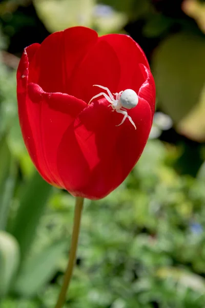 Aranha Caranguejo Branco Misumena Vatiaon Tulipas Vermelhas Jardim Inglês — Fotografia de Stock