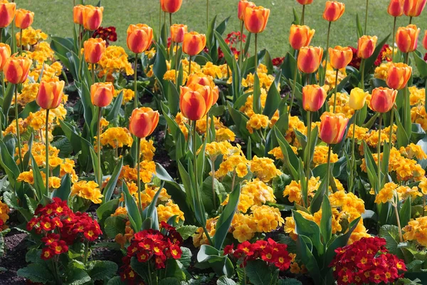 Flores Nos Jardins Perto Catedral Bury Edmunds — Fotografia de Stock