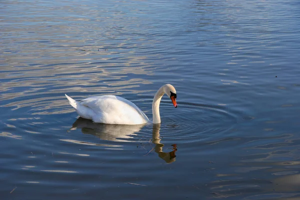 Mute Swan Cygnus Olor Ved Themsen Ved Clifton Hampden – stockfoto