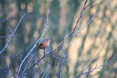 Soğuk bir aralık günü ağaçta tünemiş Chaffinch (Fringilla coelebs)