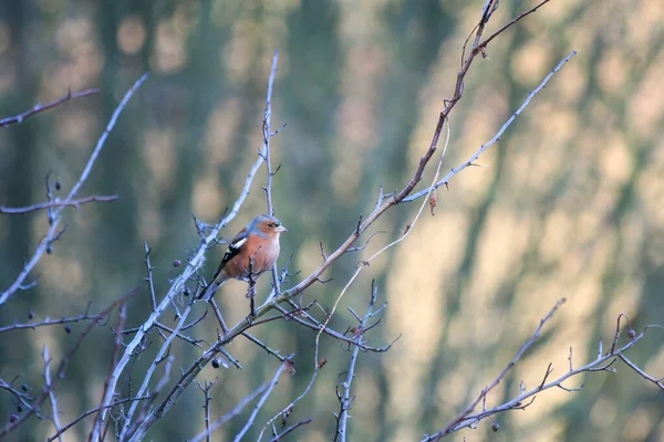 Common Chaffinch Fringilla Coelebs Perched Tree Chilly December Day — Stock Photo, Image