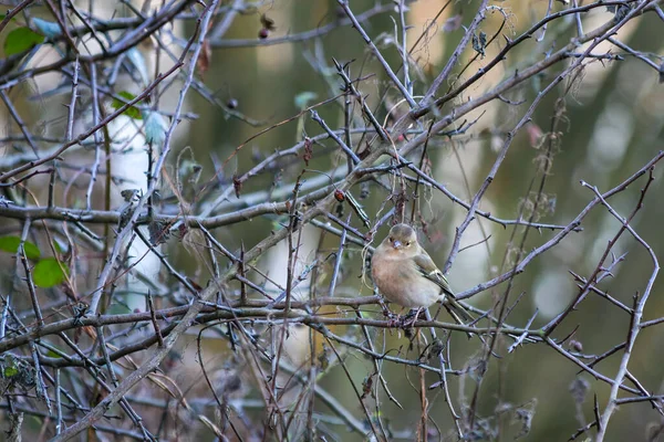 Pinzón Común Femenino Fringilla Coelebs Encaramado Árbol Frío Día Diciembre — Foto de Stock