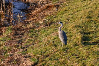 Gri balıkçıl (ardea cinerea) kış güneşinin tadını çıkarıyor