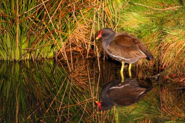 Moorhen, Barnes Wetland Vakfı 'nda altın ışıkla yıkandı.
