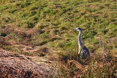 Gri balıkçıl (ardea cinerea) kış güneşinin tadını çıkarıyor