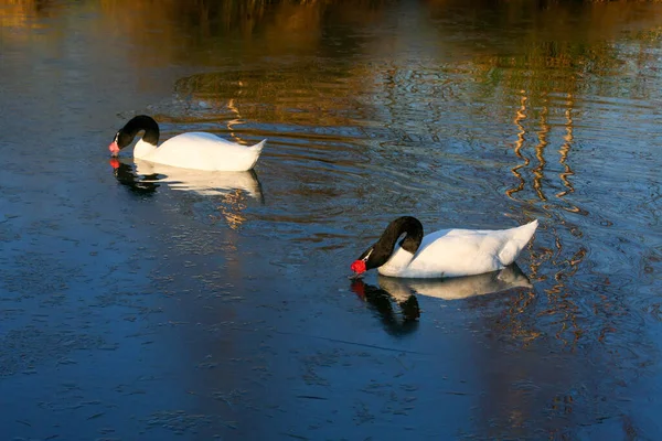 Ein Paar Schwarzhalsschwäne Cygnus Melancoryphus Auf Einem Eisigen See — Stockfoto