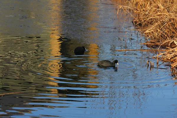 Coots Swimming Golden Reflections — Stock Photo, Image