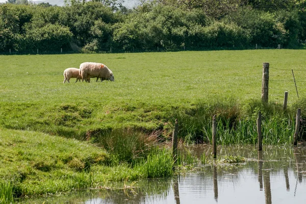 Ovejas Pastando Exuberante Hierba Junto Río Ouse Barcombe Mills —  Fotos de Stock