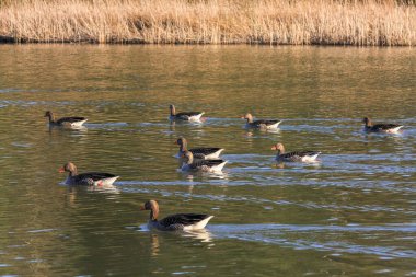 Warnham Doğa Koruma Alanında Greylag Kazları