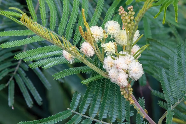 Acacia Mearnsii Wild Flowering Madeira — Stock Photo, Image