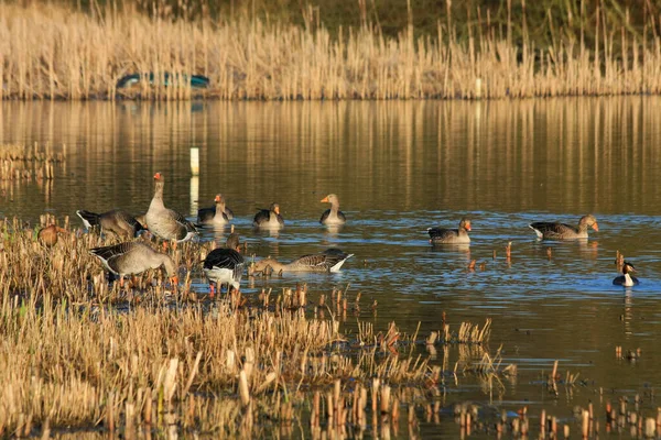 Greylag Libák Warnham Természetvédelmi Területen — Stock Fotó