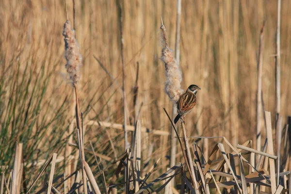 Bruant Roseau Emberiza Schoeniclus Accroché Une Tête Graine Scirpe — Photo