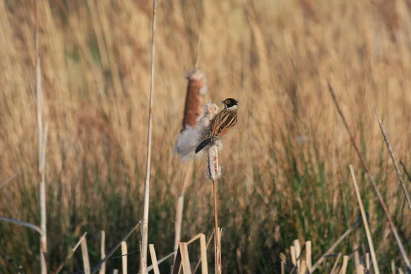 芦苇花束 Emberiza Schoeniclus 紧贴在蒲草种子头上 — 图库照片