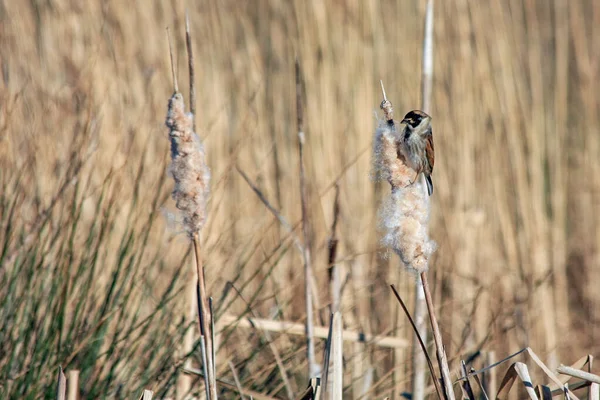 Reed Bunting Emberiza Schoeniclus Clinging Bulrush Seed Head — Stock Photo, Image