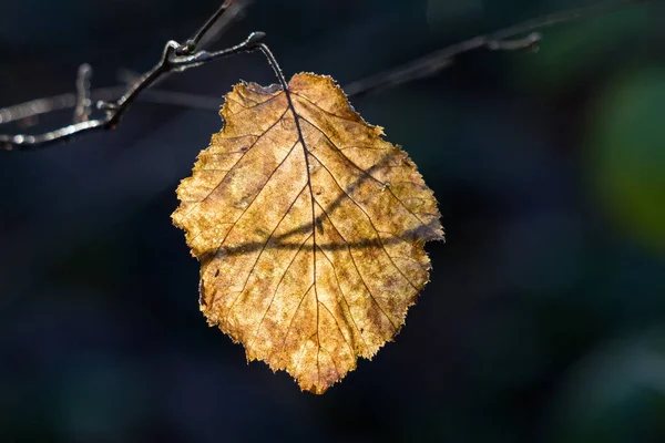 햇살에 조명을 — 스톡 사진