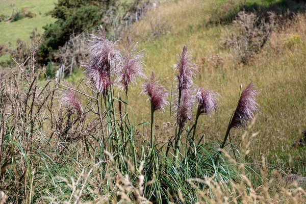 ピンク パンパス グラス Cortaderia Selloana 略称はSchult アッシュ Green ニュージーランドで野生化し — ストック写真