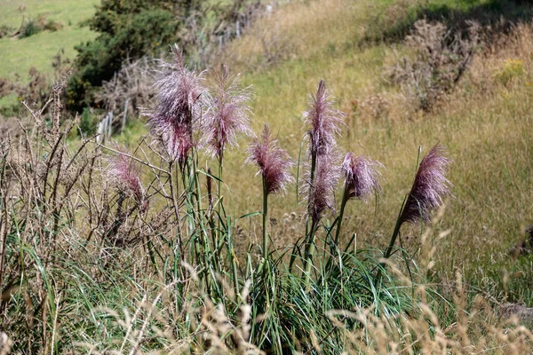 Rosa Pampas Grama Cortaderia Selloana Schult Schult Asch Graebn Crescendo — Fotografia de Stock