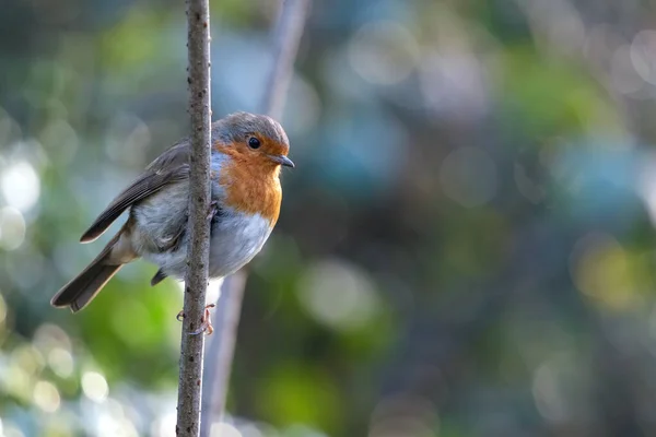 Robin Soğuk Bir Kış Gününde Ağaçta Uyanık Görünüyor — Stok fotoğraf