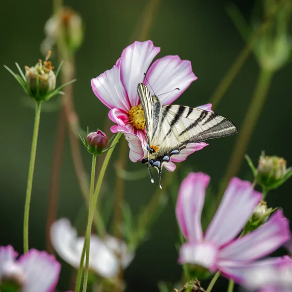 Mariposa Cola Golondrina Alimentándose Una Flor Cosmos Bérgamo Italia —  Fotos de Stock