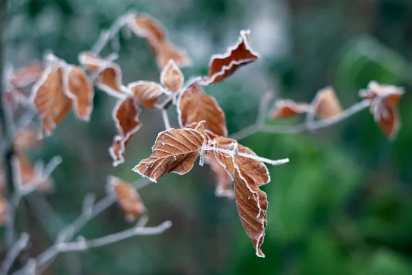 霜で覆われたブナの木の冷凍葉 — ストック写真