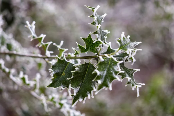 Folhas Azevinho Ilex Cobertas Com Geada Porco Inverno — Fotografia de Stock