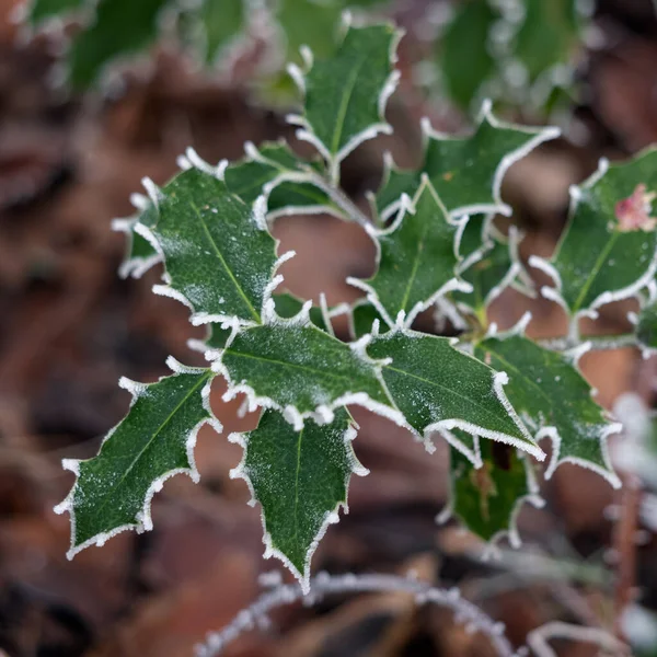 Agrifoglio Ilex Foglie Ricoperte Brina Gelo Inverno — Foto Stock