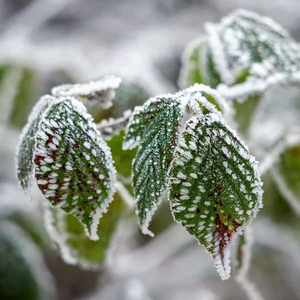 Primo Piano Alcune Foglie Mora Ricoperte Brina — Foto Stock